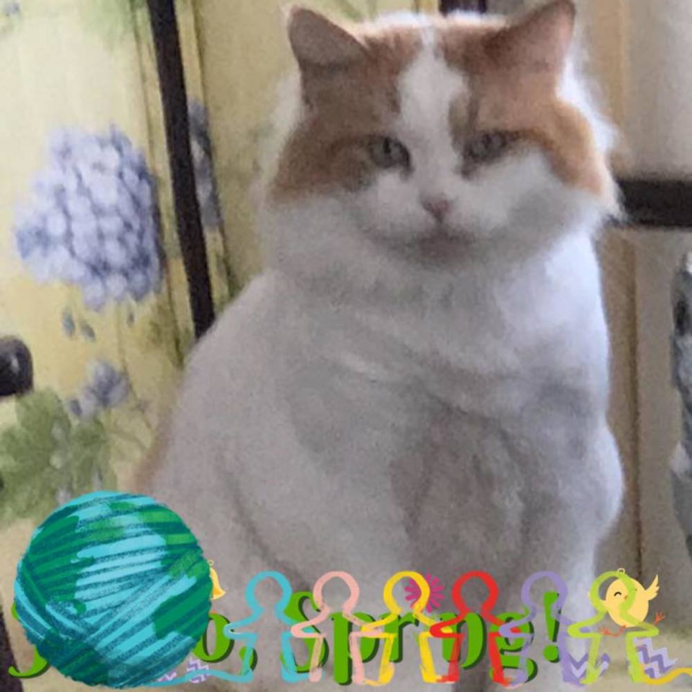 Meet your Posher, Ginny
